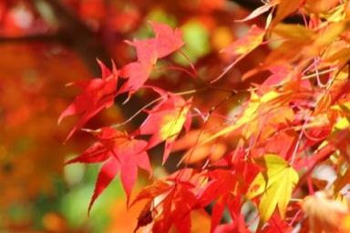 東京紅葉季節的推薦景點