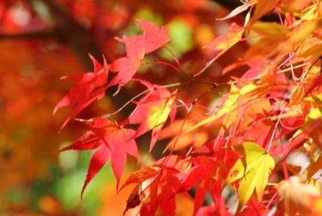 東京紅葉季節的推薦景點