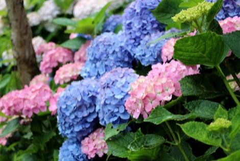 Let's Enjoy the Colorful Hydrangeas! Famous Hydrangea Spots in Tokyo