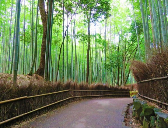 京都で着物を着たらここへ行こう！着物で観光に行く際のおすすめスポット