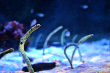 神奇的水族館!東京夏季最值得參觀的水族館