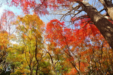 紅葉シーズンにおすすめ！ 鎌倉エリアの紅葉の名所