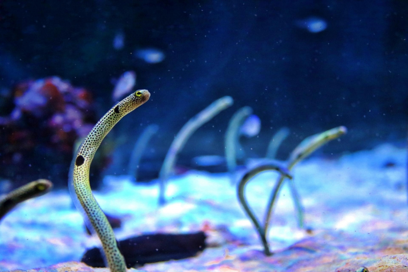 夏休みには水族館に行こう！東京のおすすめ水族館